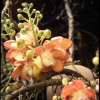 Couroupita guianensis Aubl.